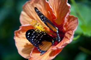 Awaken Your Heart to Abundant Love